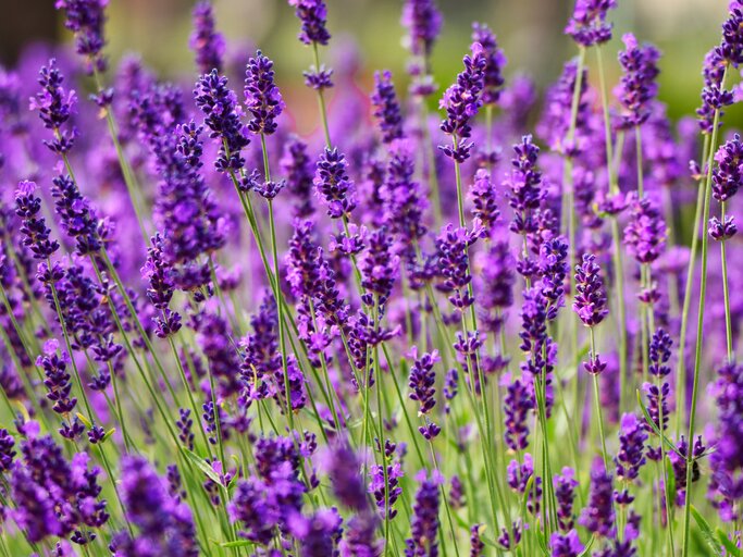 Lavendel schneiden Einfache Anleitung für den Rückschnitt